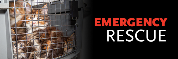 Cats rescued from a cruelty case w/ words "Emergency Re